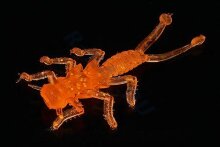Твистер "Веснянка" 35мм. цв. оранжевый флюо (уп. 8шт.) арт.10109     Microkiller